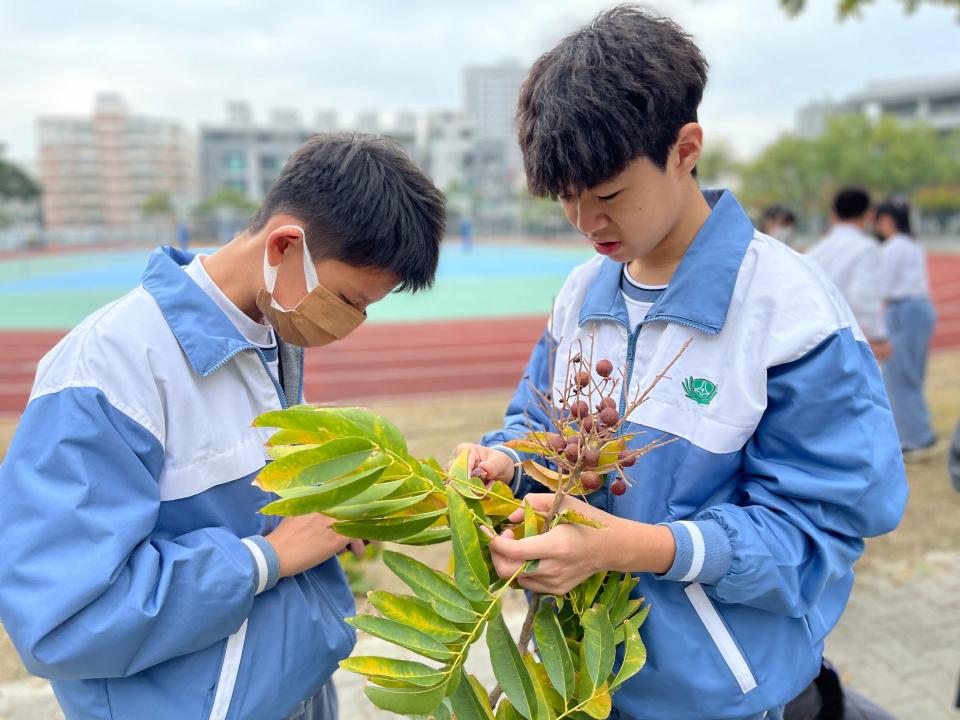 採集校園中的無患子，一一從樹枝上取下。