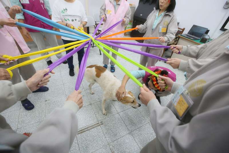 在動物治療專家的引導下，原本神情畏縮的學員透過遊戲漸漸與狗兒開心互動。（柯承惠攝）