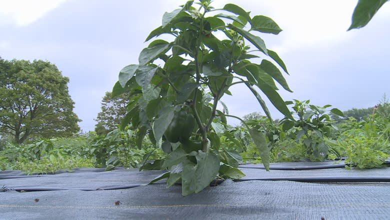 Off the vine: Green peppers stolen from Farm Centre Legacy Garden