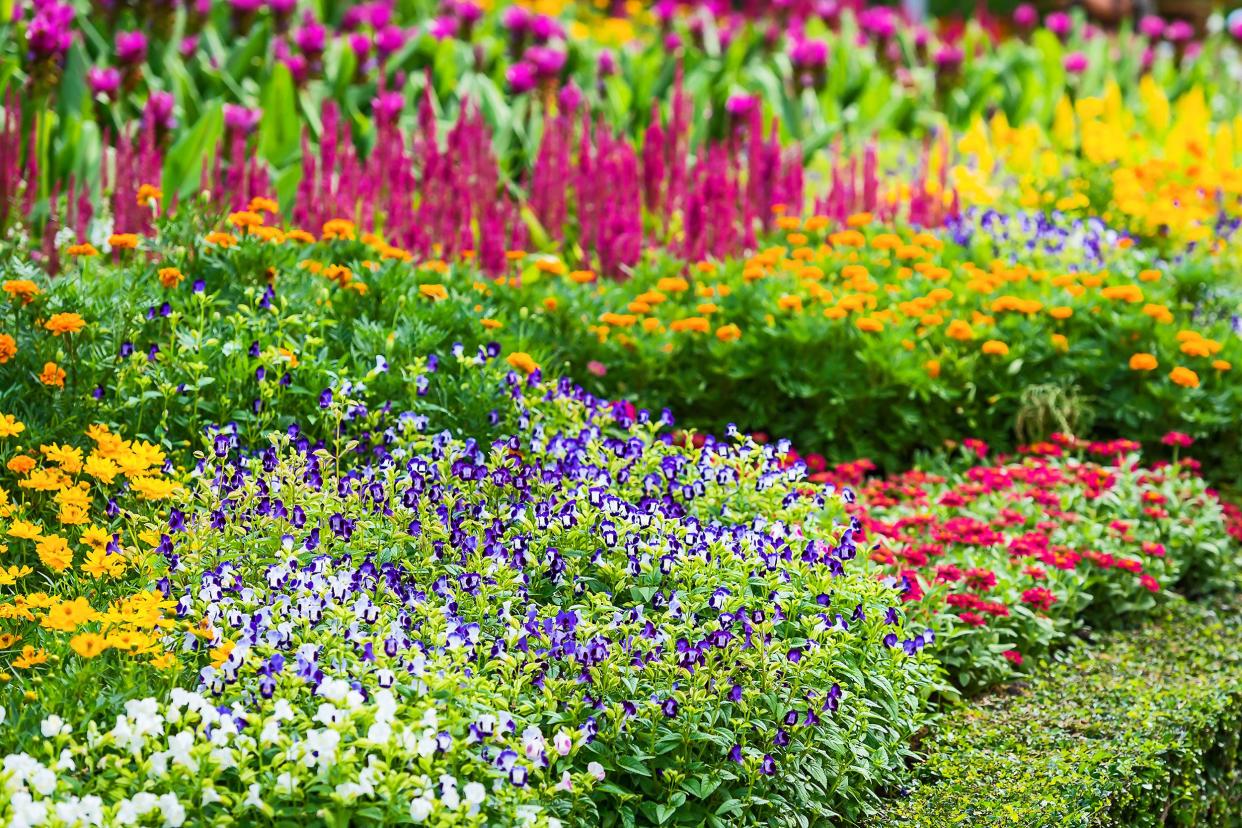 perennial garden