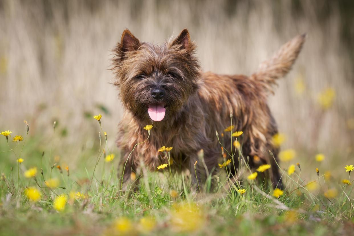 A happy brown Cairn Terrier standing in a yellow flower patch outside, looking directly at the camera, with a blurred background of flowers and grey