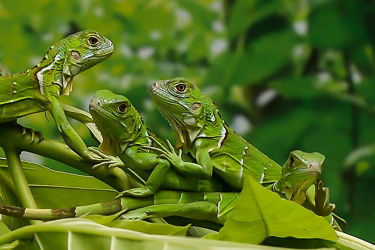 Newly hatched green iguanas rest on a branch in a terrarium at the Chennai Snake Park in Chennai (AFP/Getty)