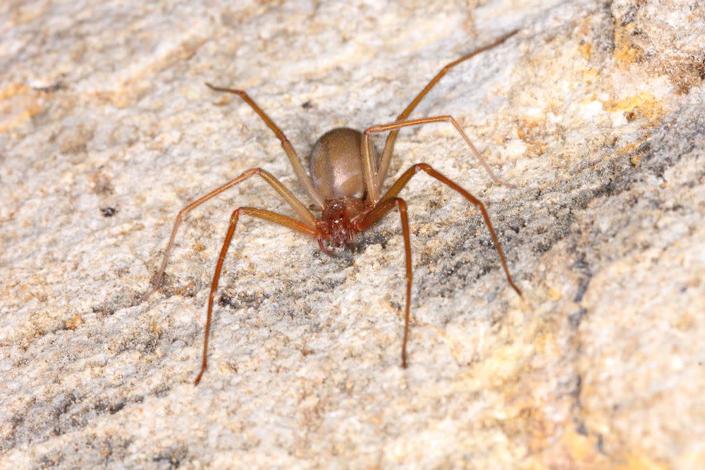 This is a Mediterranean recluse spider.