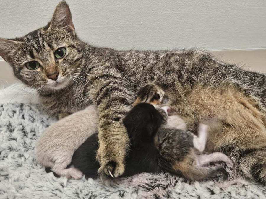 A mom and kittens that were taken in by Colony Cats in March.