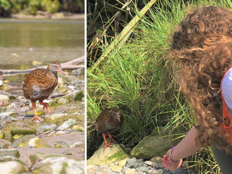 Side by side images of a bird in a stream and a girl reaching out her hand to touch a bird.