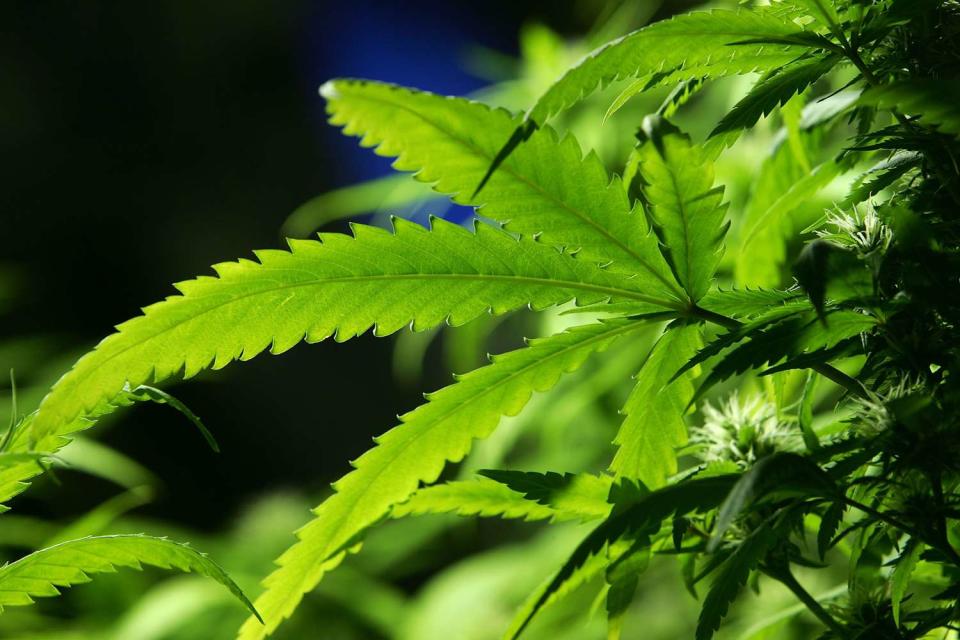 <p>Christopher Furlong/Getty </p> A cannabis plant