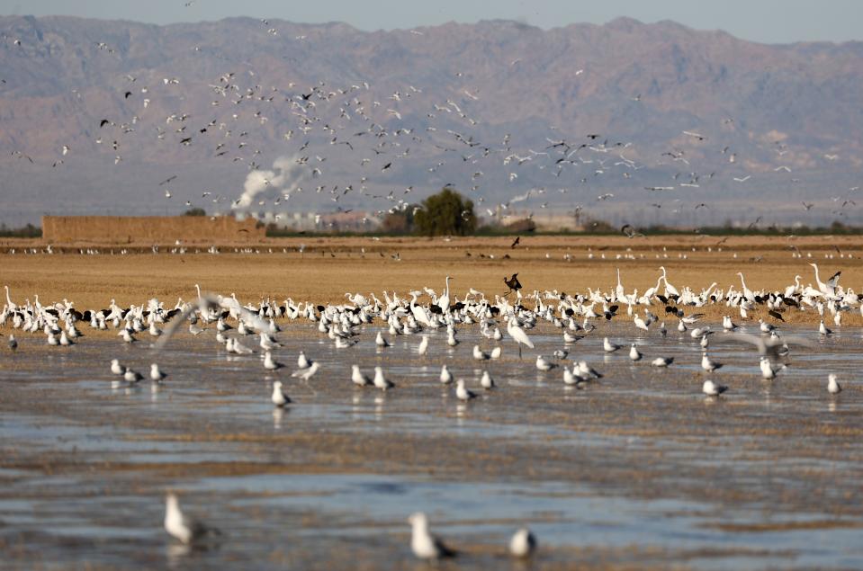 Birds gather near the Sonny Bono Salton Sea National Wildlife Refuge in Imperial County, Calif., on Friday, Dec. 15, 2023. | Kristin Murphy, Deseret News