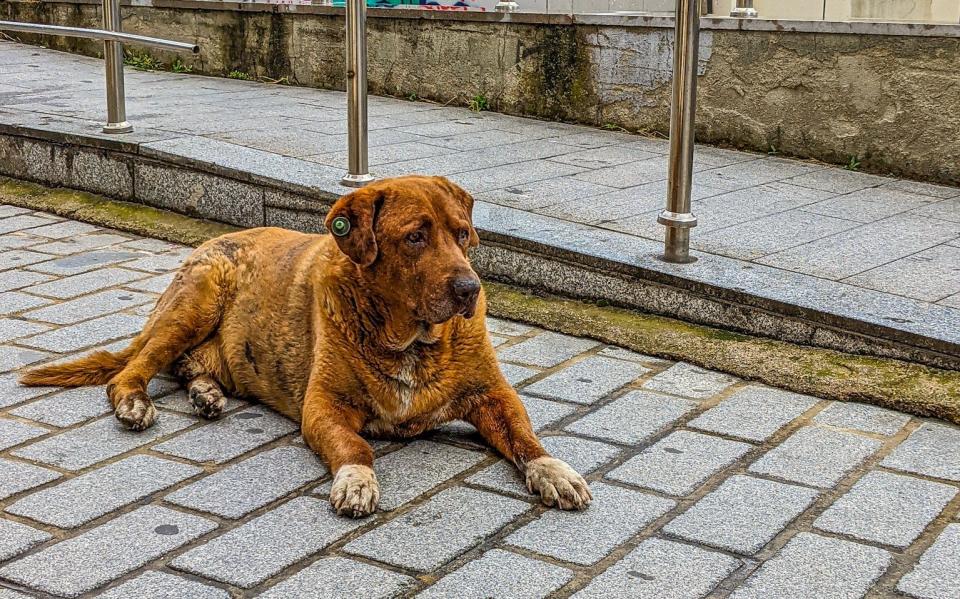 A red-colored stray dog sitting on the street