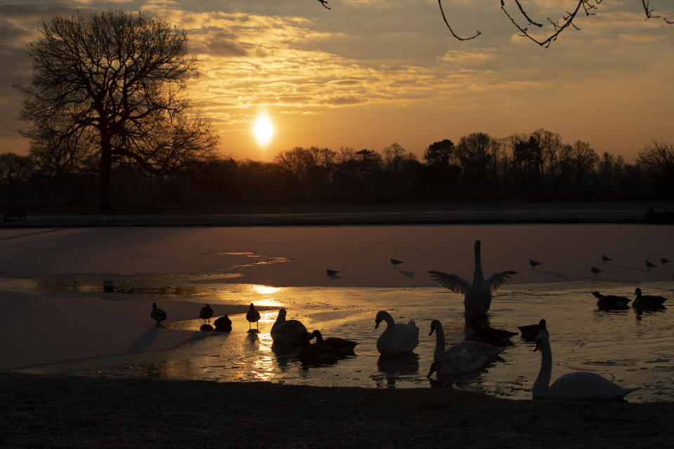 A swan flaps its wings during sunrise on the partially frozen Heron Pond, in Bushy Park, south west London, as temperatures dropped below freezing overnight, Thursday, Feb. 11, 2021. Britain's Met Office said Thursday temperatures dropped overnight to -22.9 degrees Celsius in Braemar, Scotland, making it provisionally the coldest night in the United Kingdom since 1995. (AP Photo/Matt Dunham)