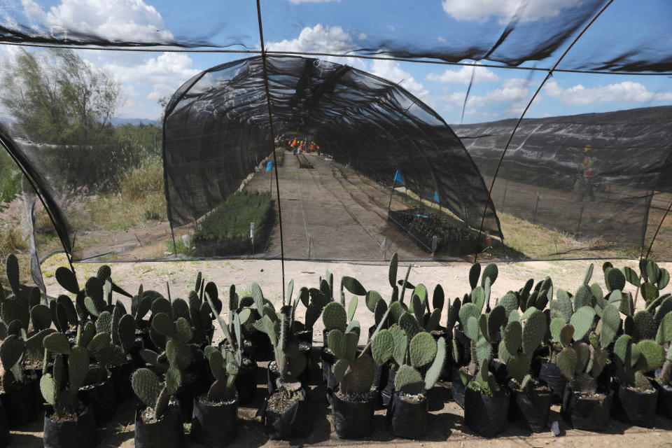 Trabajadores siembran plantas que serán parte del proyecto de conservación. REUTERS/Henry Romero