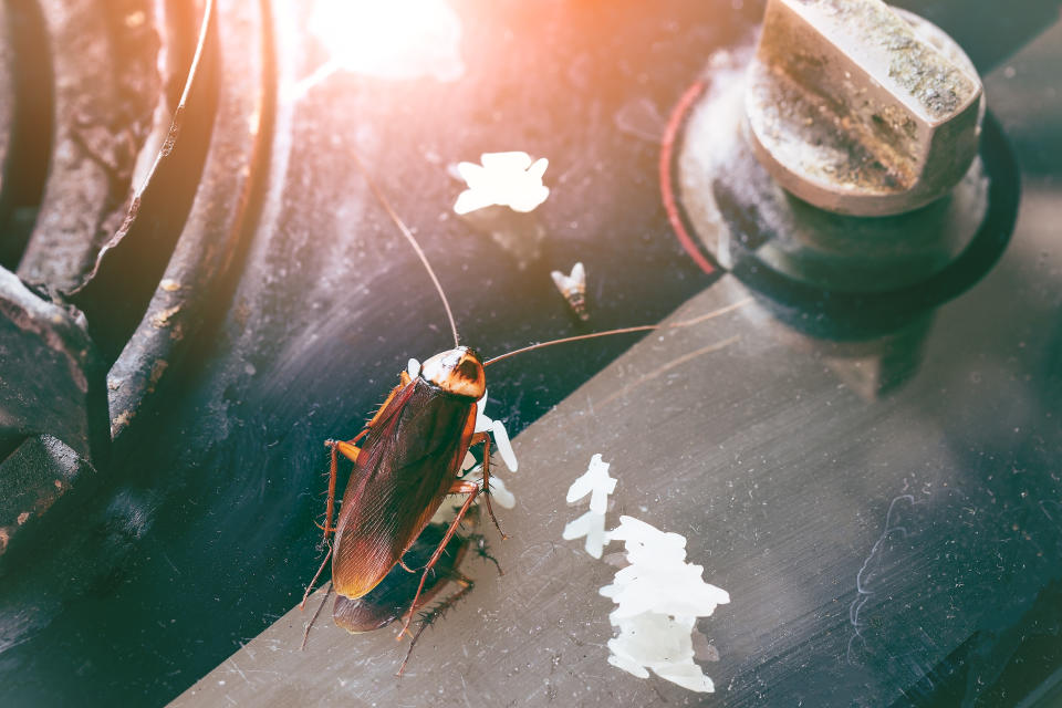 Cockroach in kitchen as pest controller urges residents not to store reusable bags under the kitchen sink.