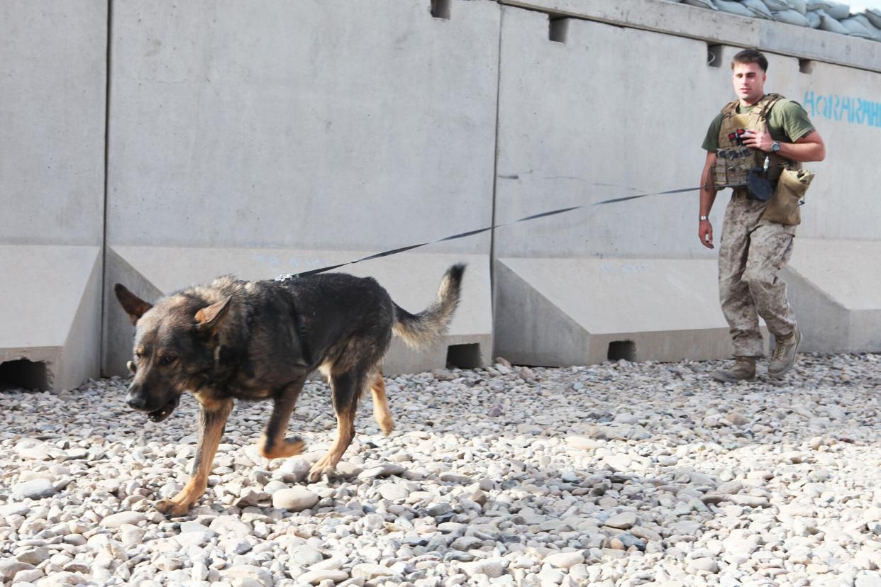 U.S. Marine Corps patrol explosive detection dog (PEDD), Kevin and his handler Lance Cpl. Cebastian J. Barrett with 1st Law Enforcement Battalion, I Marine Expeditionary Force (Forward), search the area at Camp Leatherneck, Helmand province, Afghanistan, Dec. 5, 2012