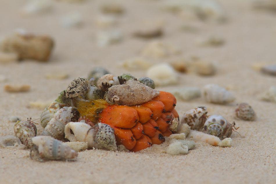 Hermit Crabs (family Paguroidea), unlike other crustaceans, have a soft abdomen. They protect themselves by occupying empty seashells, which they carry around. As they grow bigger, they abandon the old seashell for a new one. They are commonly seen on the beaches and once in a while, a feeding frenzy such as this one (they are feeding on a Pandanus fruit) is also seen.