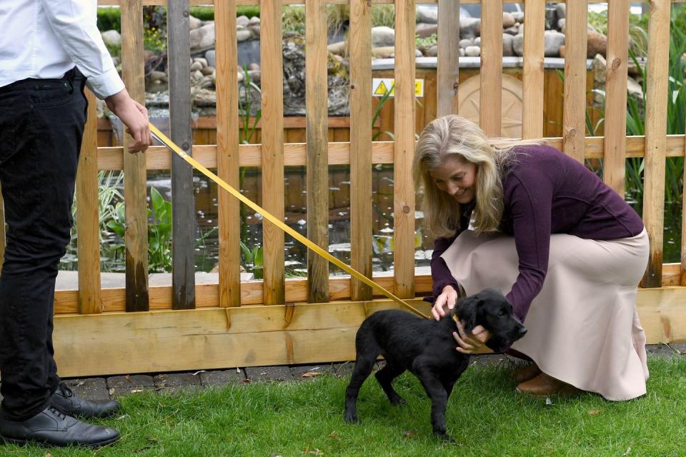 <p>The Countess of Wessex met Hedrix, a 15-week-old cocker spaniel puppy, during a visit to a pub in Surrey.</p>