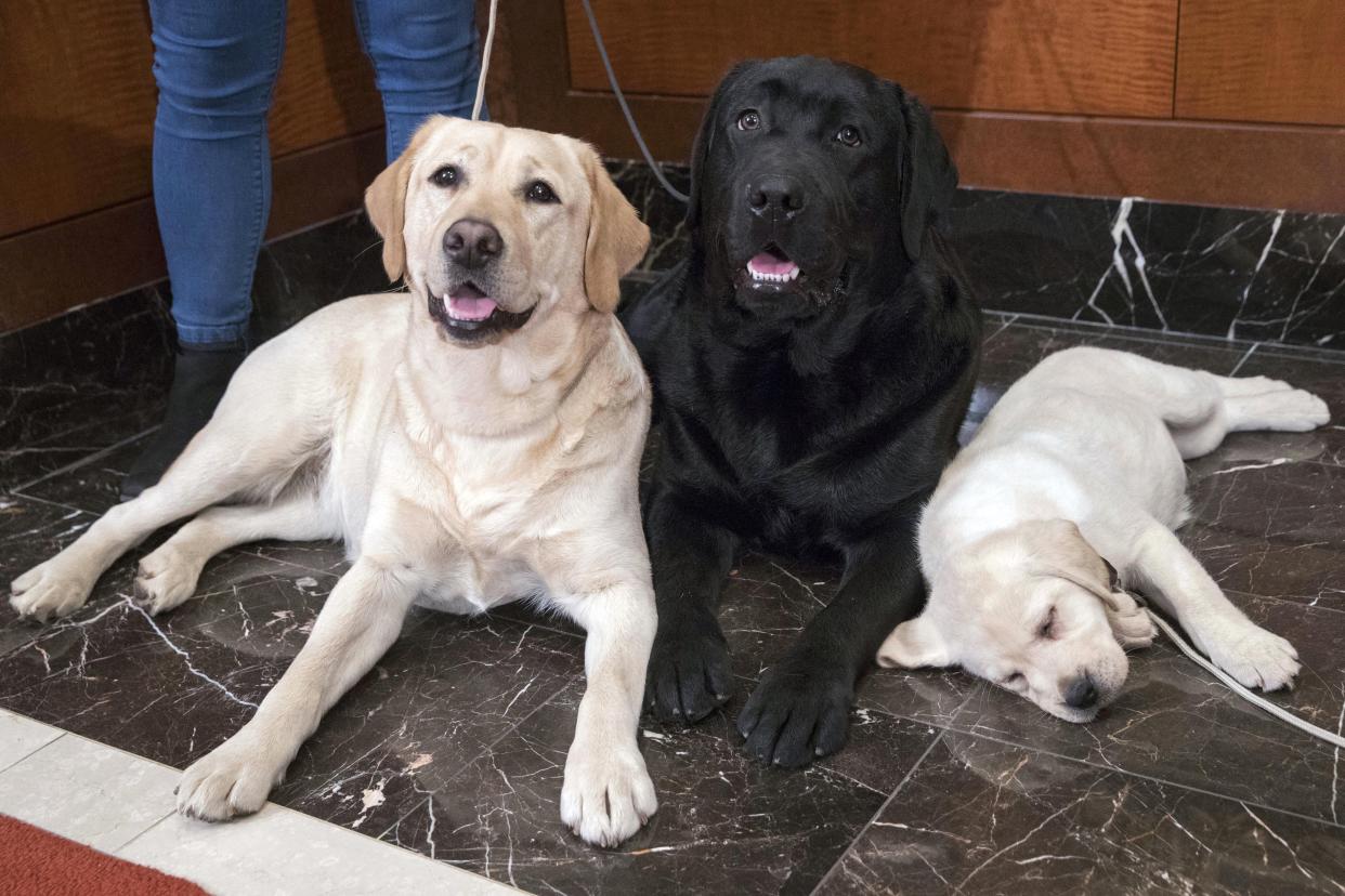 FILE— Labrador retrievers Soave, 2, left, and Hola, 10-months, pose for photographs as Harbor, right, 8-weeks, takes a nap during a news conference at the American Kennel Club headquarters in New York, March 28, 2018.The American Kennel Club announced Wednesday, March 15, 2023 that French bulldogs have become the United States' most prevalent dog breed, ending Labrador retrievers' record-breaking 31 years at the top. (AP Photo/Mary Altaffer, File)