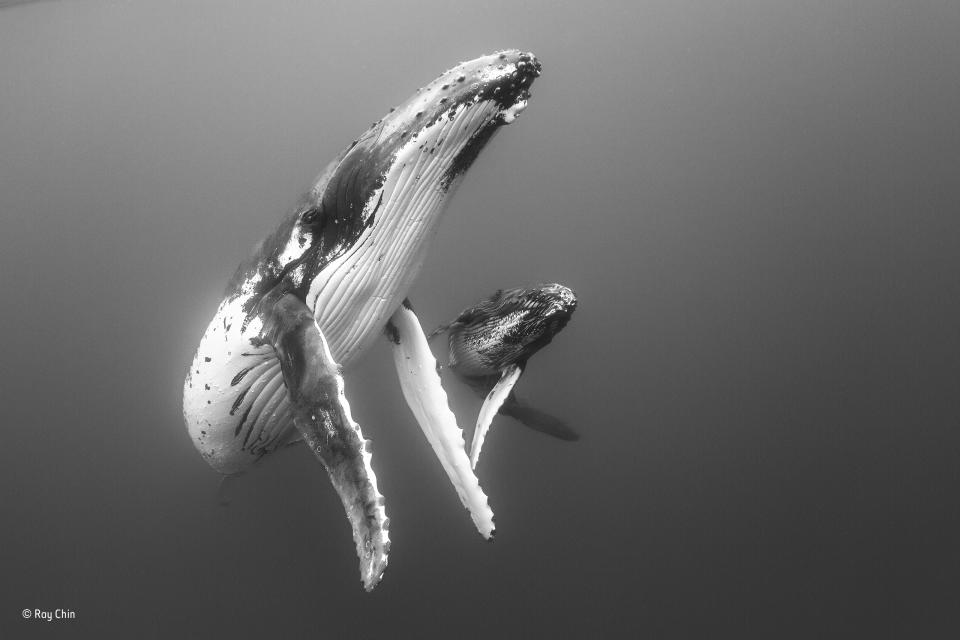 <p>Todos los años, desde julio hasta finales de octubre, las ballenas jorobadas del sur migran hacia el norte desde las zonas donde se alimentan en la Antártida para dar a luz a sus crías en las cálidas y protegidas aguas de Tonga. Ray encontró a esta madre y su cría flotando pacíficamente en el agua plagada de plancton alrededor del archipiélago de Vava’u, en Tonga. Cuando Ray se acercó suavemente, los gigantes nadaron para acercarse y echarle un vistazo. Ray tomó la fotografía mientras hacían este elegante giro. Más tarde le aplicó un filtro en blanco y negro para representar mejor la sencillez de la escena.<br>(Fotógrafo de Vida Salvaje del Año) </p>