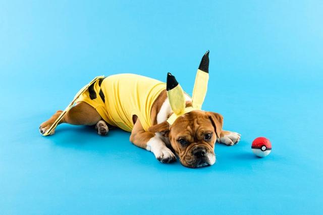 48 Dog Halloween Costume Ideas - Brit + Co - Brit + Co