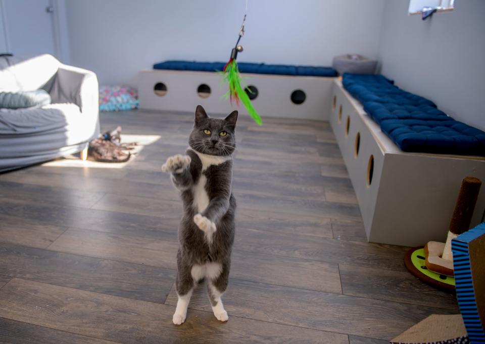 A cat plays with some feathers on a string at River Kitty Café on University Street in Peoria.