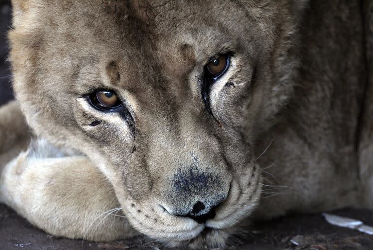 La leona Angie, abandonada en una jaula del exzoológico de Daireaux