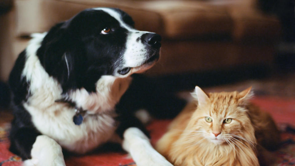 A black and white dog and an orange cat sit beside each other. (Photo via Getty Images)