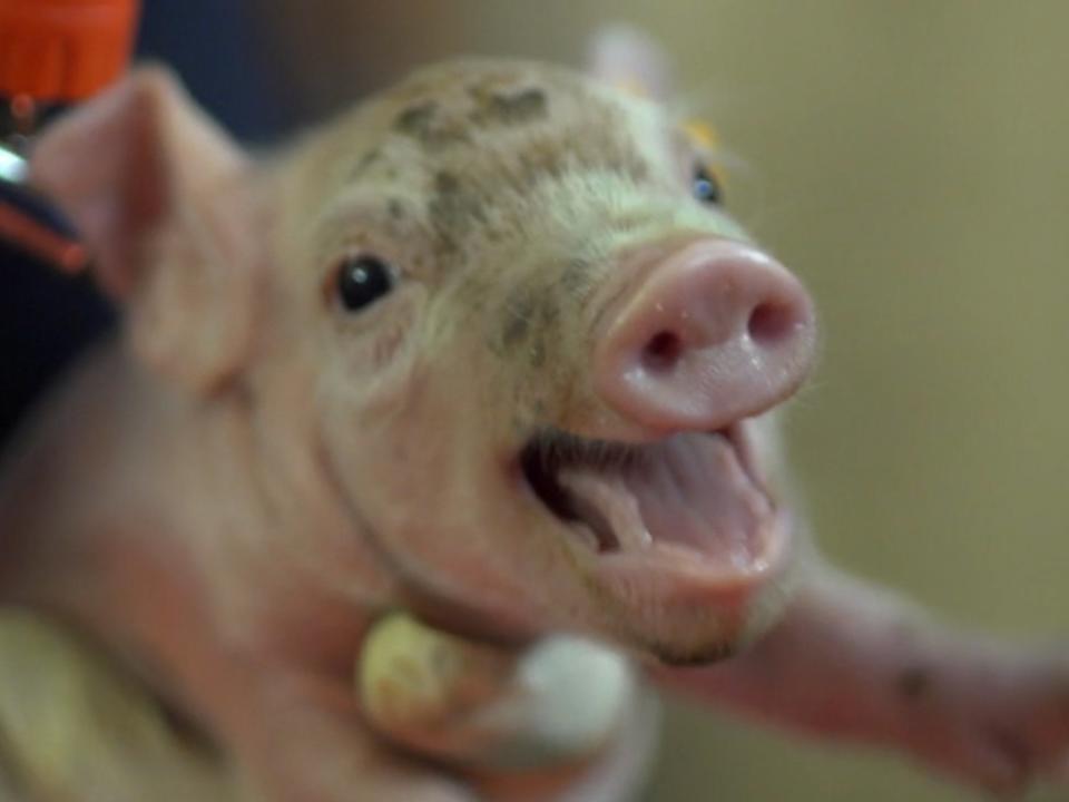 M6nths film invites audience to see world through a pig's eyes