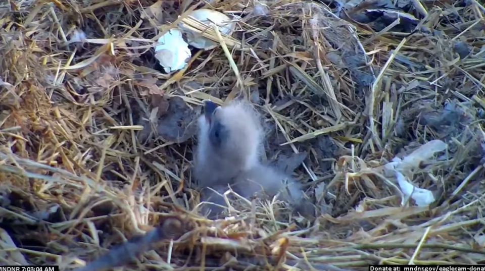 The eaglet hatched some time in the evening on March 26, according to wildlife officials.