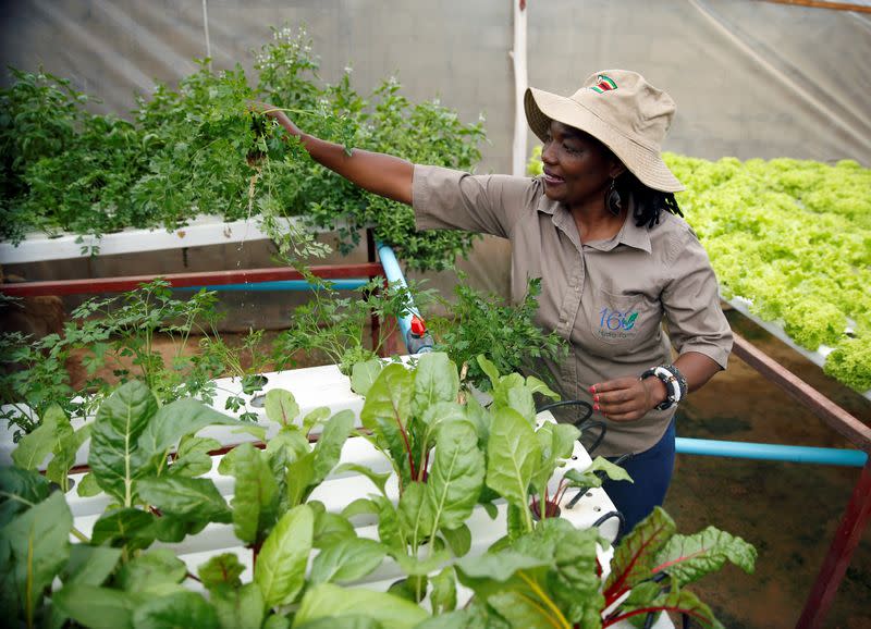 Urban farmer Venensia Mukarati tends to plants growing in a hydroponic garden in Harare