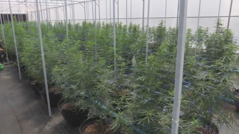 天母知名甜點店老闆涉嫌在家自種、再製成可吸食大麻，遭判緩刑。（資料照，非涉案相關大麻）