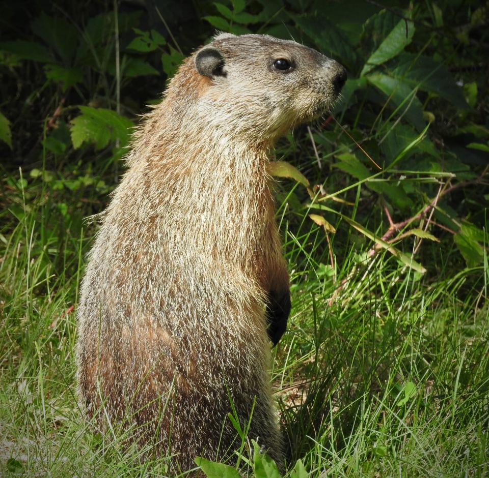 A woodchuck stands up to look for predators.