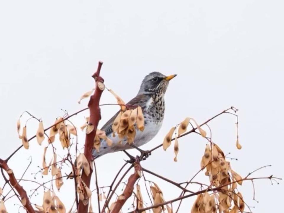 The fieldfare's native habitat is Europe and Western Asia, and it traditionally migrates south to Africa and the Middle East. But a rogue bird was recently spotted in Kelowna, B.C. (Blair Dudeck - image credit)