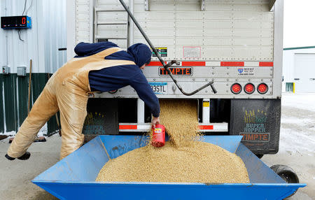 A worker takes a sample from an incoming truckload of soybeans at Peterson Farms Seed facility in Fargo, North Dakota, U.S., December 6, 2017. Photo taken December 6, 2017. REUTERS/Dan Koeck