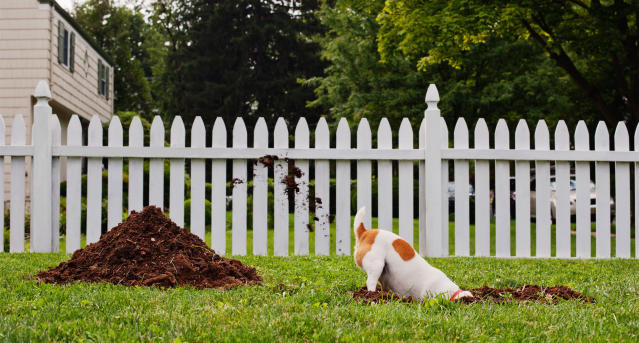 can you bury a dog in your garden ireland