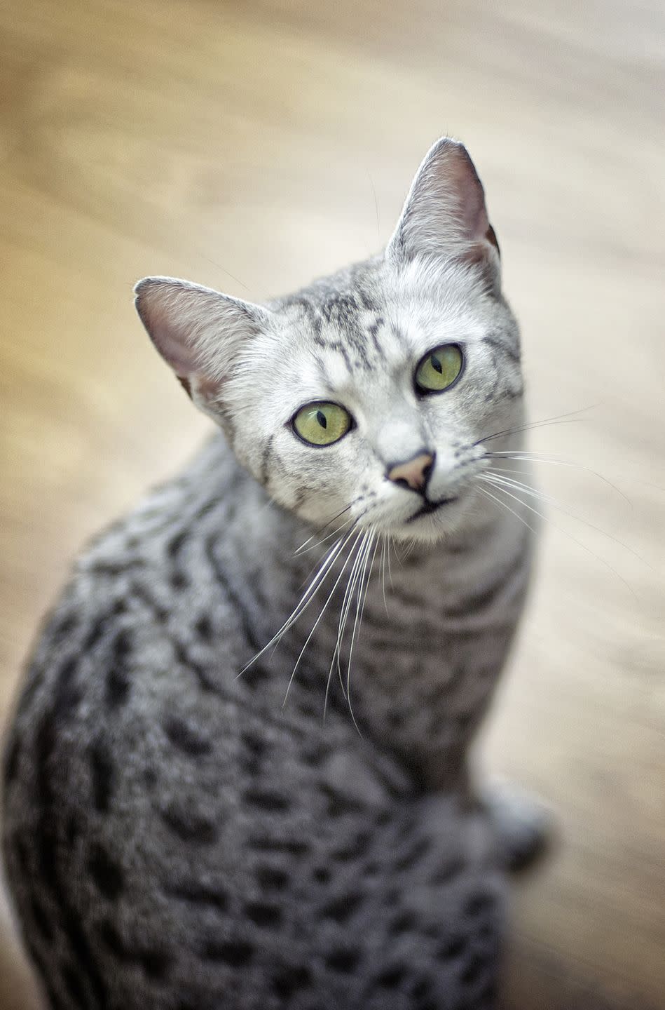 Egyptian Mau