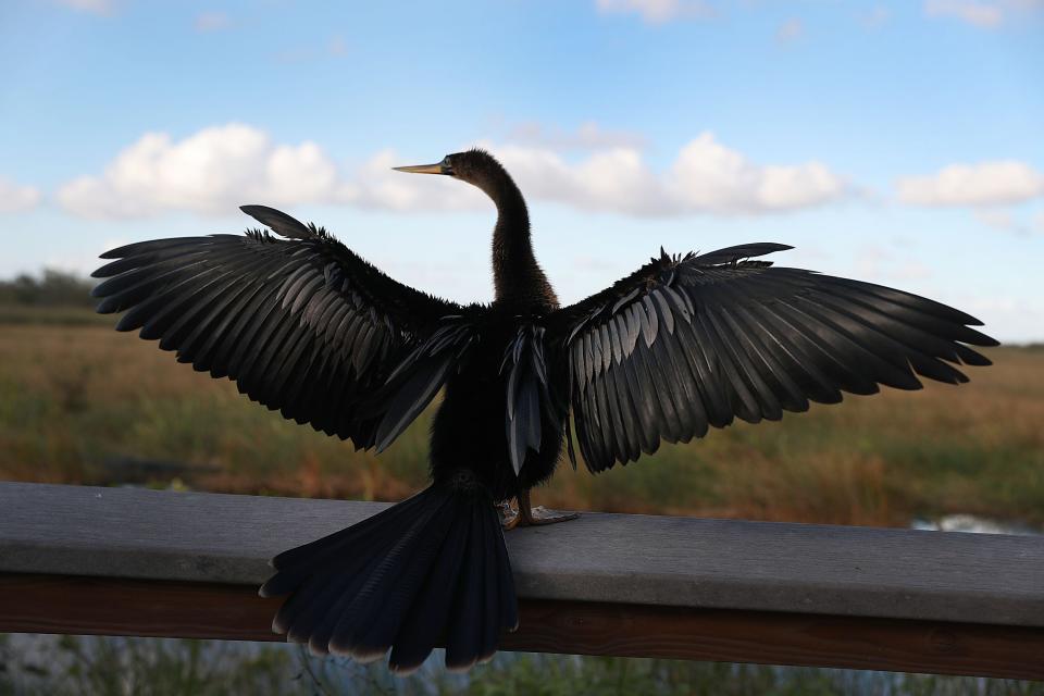 An anhinga stretches it wings at the Everglades National Park on January 02, 2019 in Everglades National Park, United States.