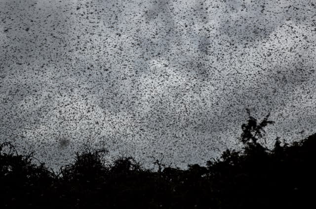 Kenya Africa Locust Outbreak