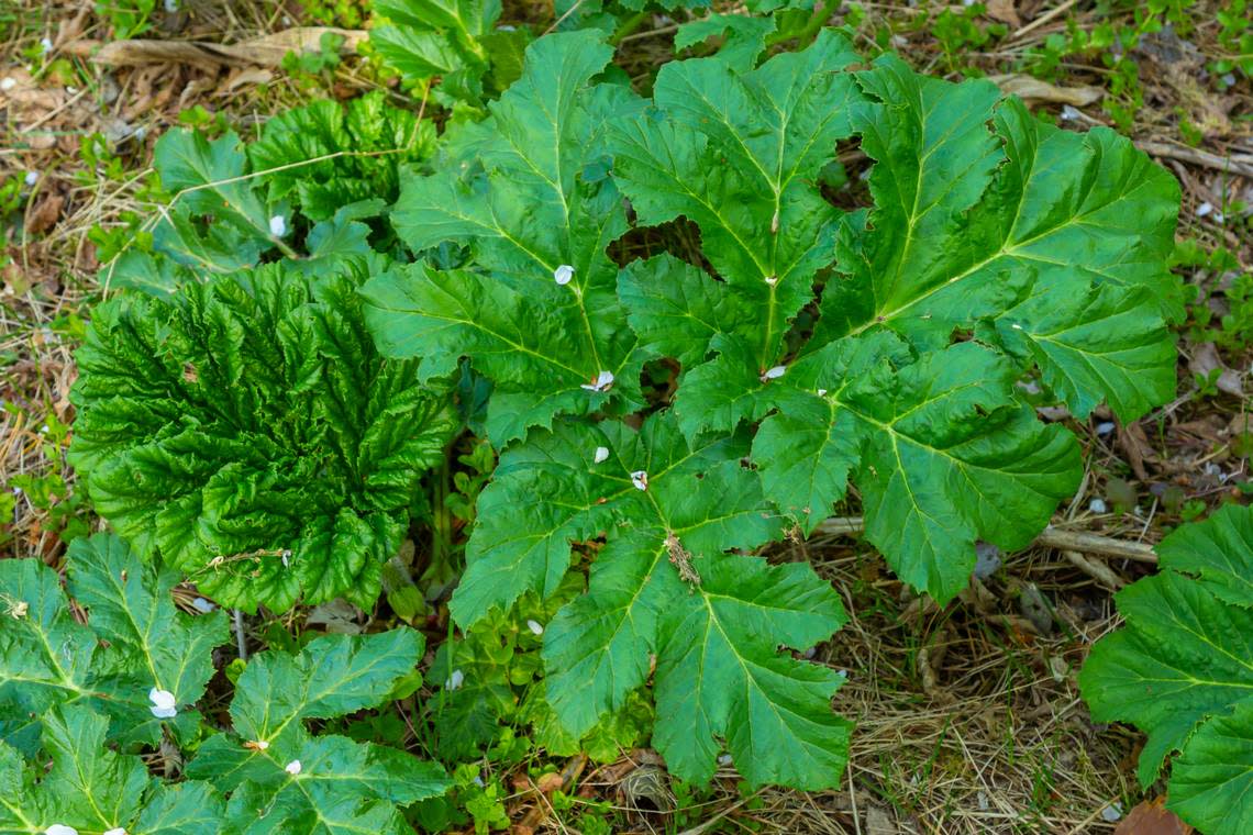 Common cowparsnip can be identified by flat-topped white flowers and large maple leaf-shaped leaves. The plant’s height can range between three to 10 feet.