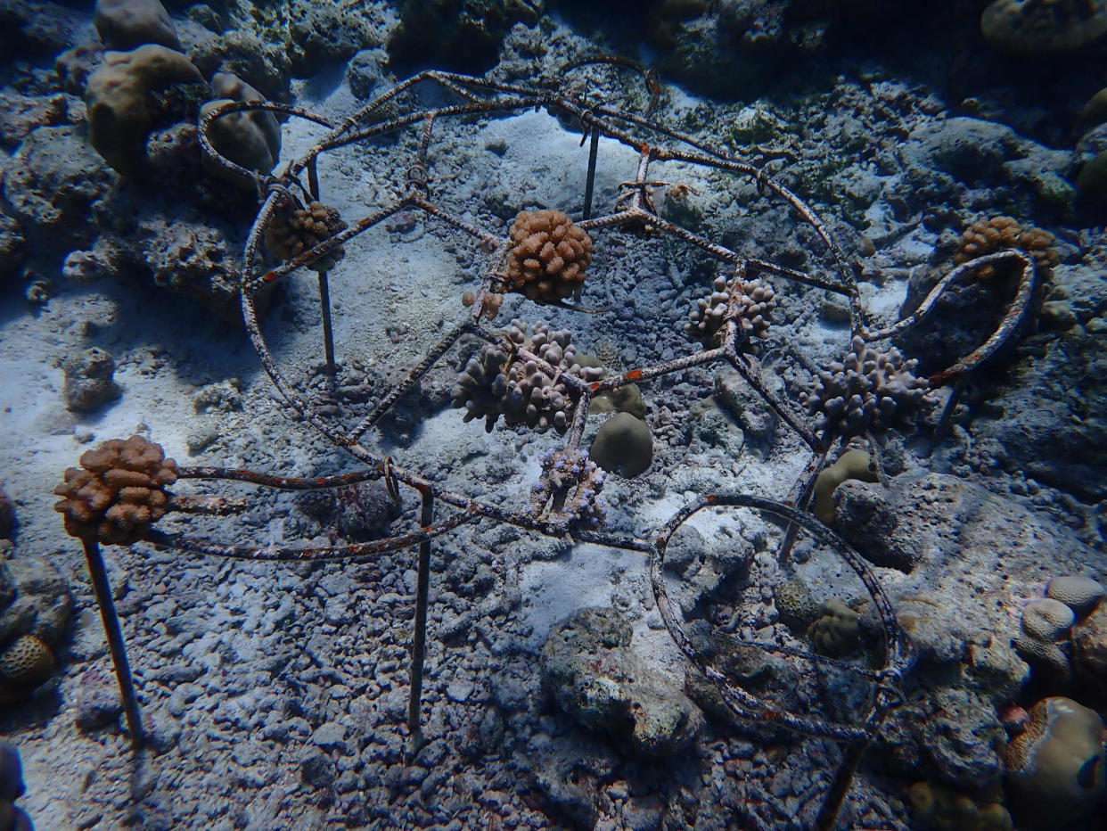 Coral regrowth on a turtle-shaped frame.