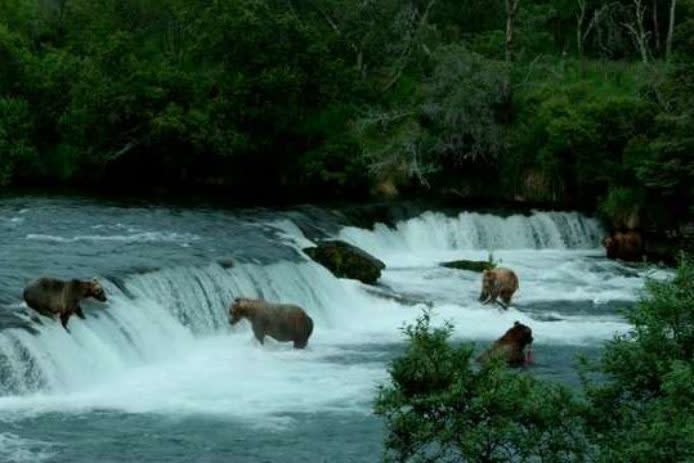 Watch Alaskan brown bear fishing for salmon in this clip from MacGillivray Freeman’s <em>National Parks Adventure</em> film