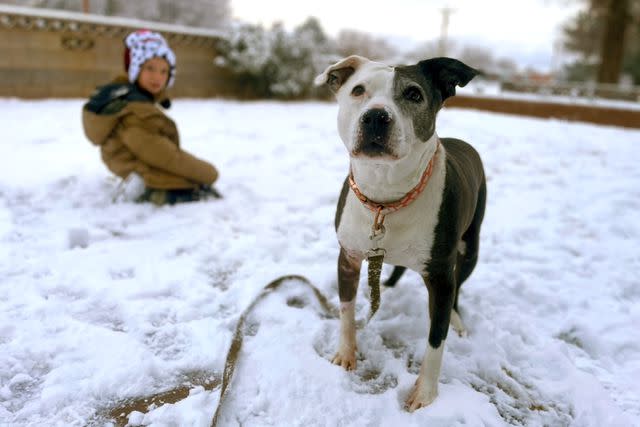 <p>Jamie Prewett</p> Rosita the dog enjoying the snow in the Utah