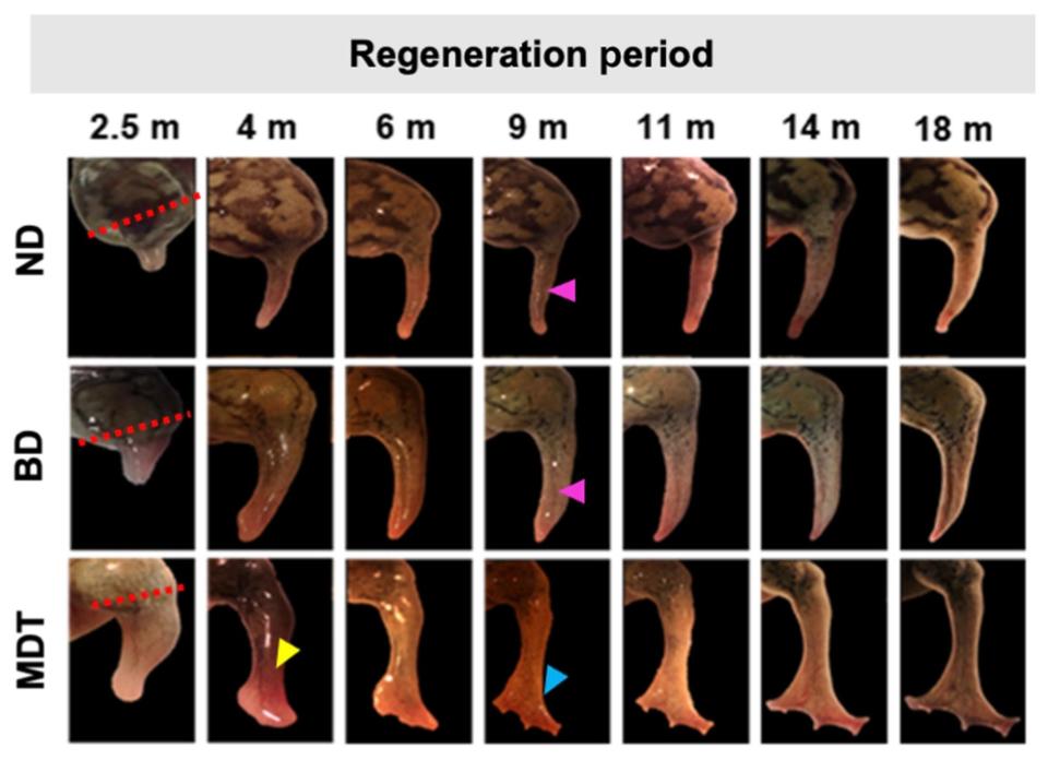 chart showing frog leg amputation growing from stump to leg-like limb over 18 months