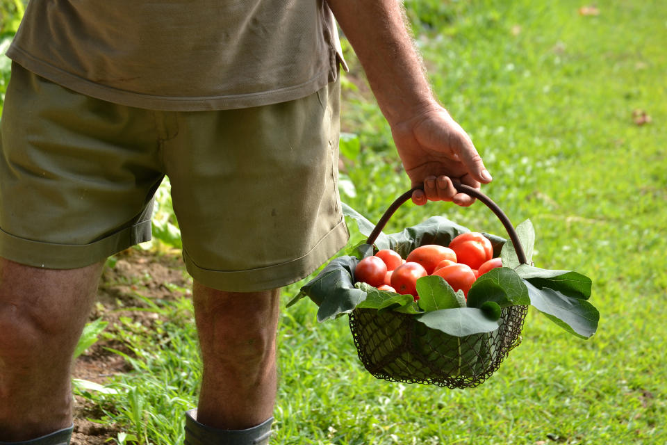 Agricultor con tomates. Foto: Getty