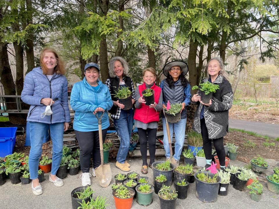 Framingham Garden Club members, from left, Joan Welch, Marie Giorgetti, Debbie Maloney, Doris Weinberg, Aparna Kumar and Shannon Fitzpatrick, recently enjoyed a day of digging in Fitzpatrick’s gardens in Framingham.