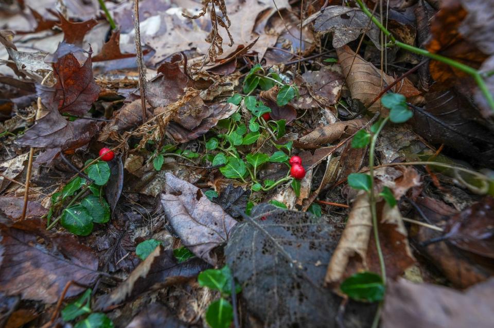 Ruhren pointed along the side of the trail where the leaf litter had been disturbed. It looked like turkeys had been foraging underneath for partridgeberry, pictured.