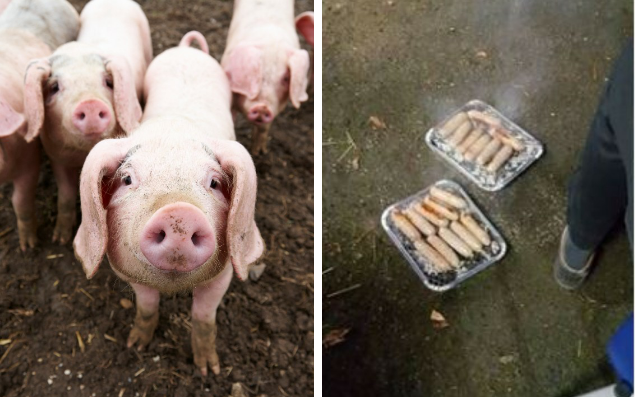 The piglet pictured is not from this farm - Facebook/Getty