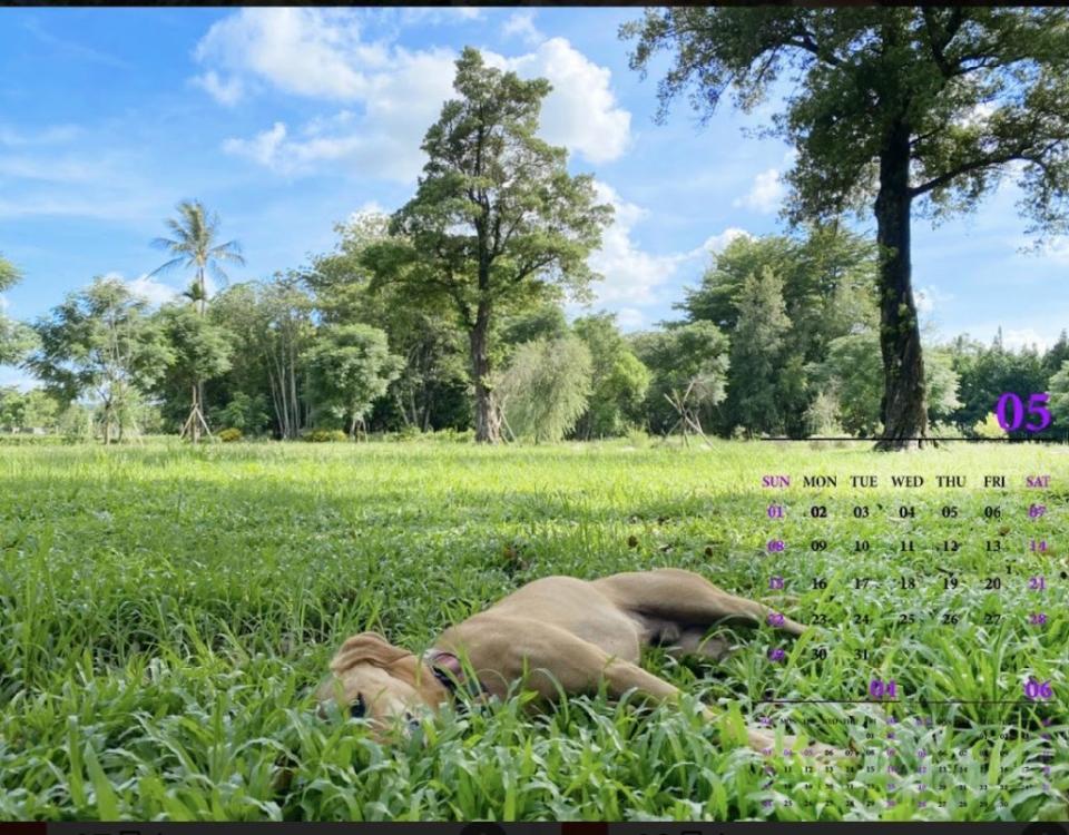 山上花園水道博物館處處美景，連園長都成了桌曆主角。（記者張淑娟攝）