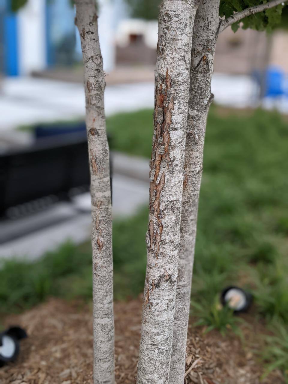 <p>A picture from the Pixel 6a's camera, featuring tree bark on three thin trunks in portrait mode.</p>
