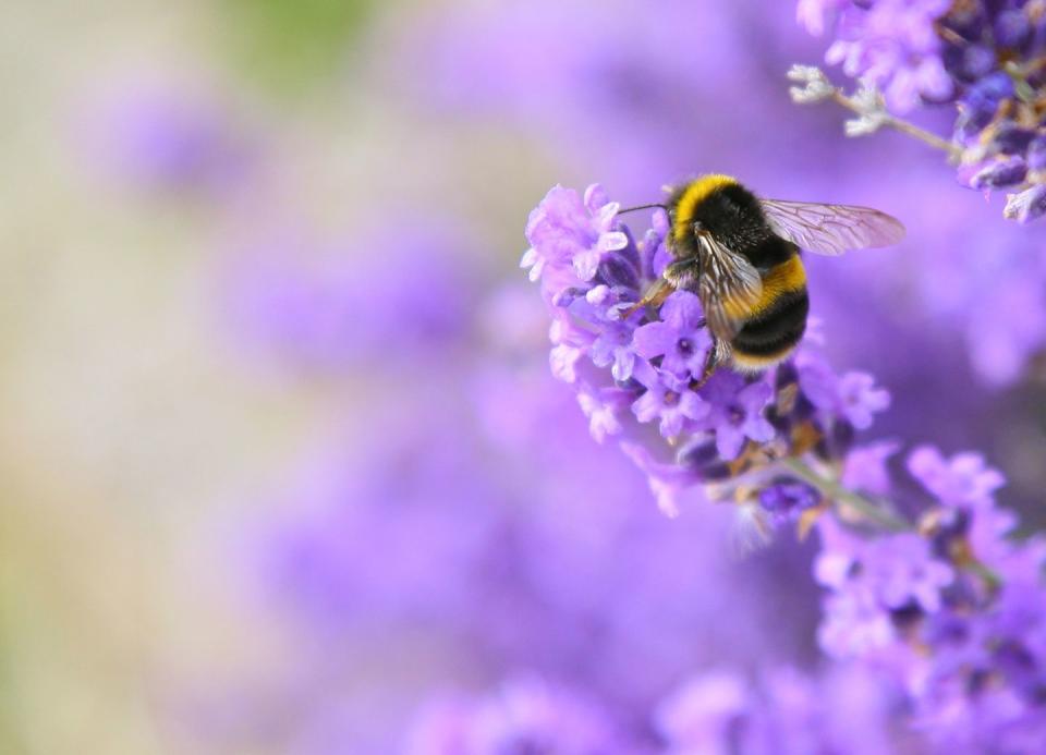 english lavender plants bee pollinating