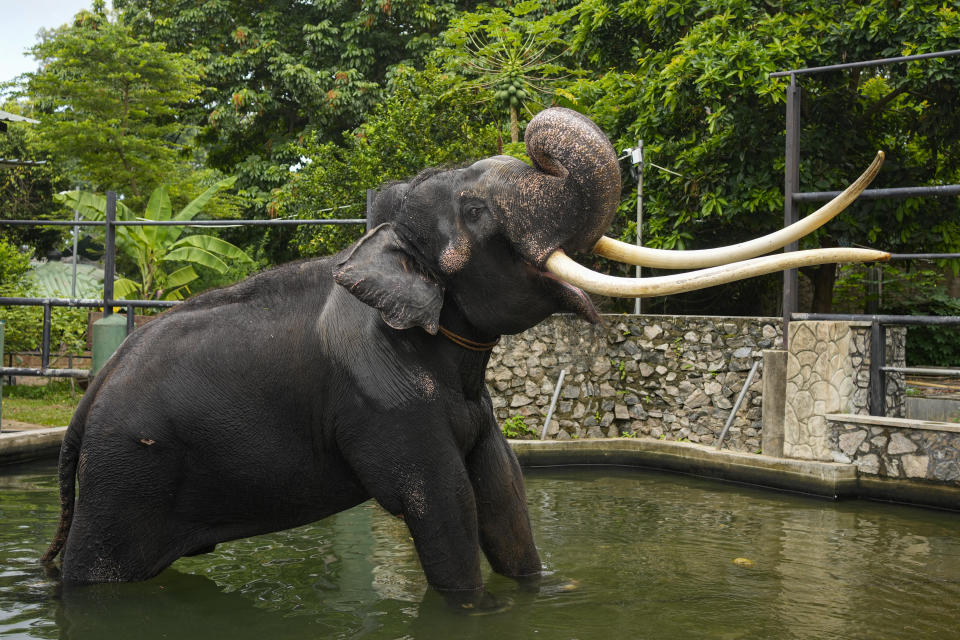 Asian elephant Sak Surin, gifted by the Thai Royal family and named Muthu Raja or pearly king in Sri Lanka, stands by a water pond at the national zoological garden in Colombo, Sri Lanka, Friday, June 30, 2023. Sak Surin, or the honor of the Thai province of Surin, spends its last hours in Sri Lanka its adopted home, awaiting to be airlifted back to its country of birth after alleged abuse. (AP Photo/Eranga Jayawardena)