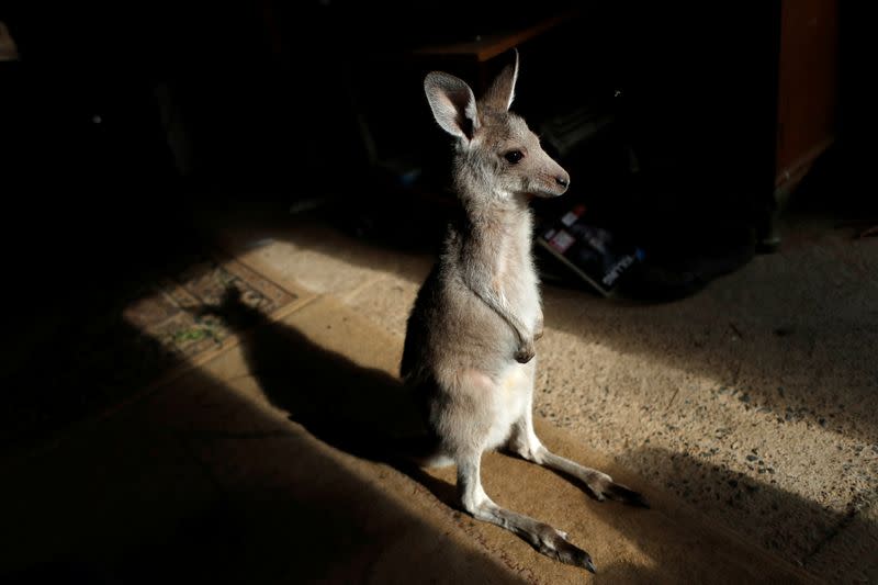 The Wider Image: At home with couple who saved baby kangaroos from the fires