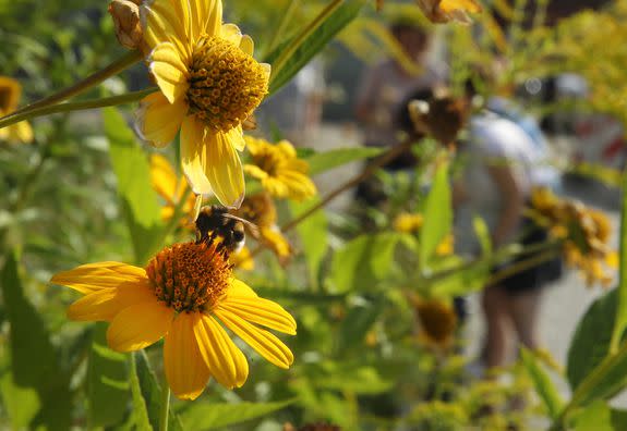 Bumblebees seemed completely unbothered by the dimmed light from the partial coverage of the sun.